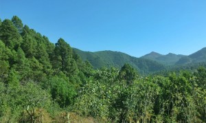 La Palma, La Gomera und El Hierro werden die "grünen Inseln" genannt: Jetzt gibt es ein Papier, das kleinen Eilande wirtschaftlich und im sozialen Bereich auf den Stand der großen Kanareninseln hieven soll. Foto: Claudia Gehrke