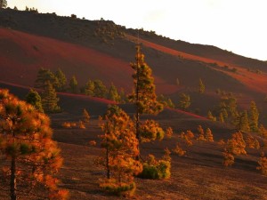 Höhenlagen auf La Palma: Alles ist staubtrocken und die Waldbrandgefahr extrem hoch. Foto: Visit La Palma