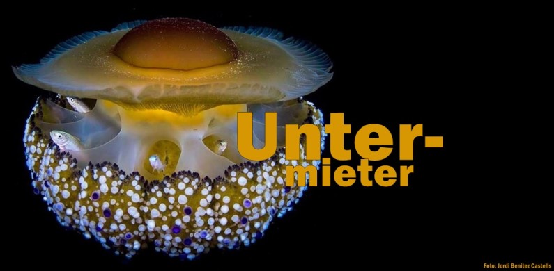 naturfotogafie-cajacanarias-1120