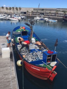 Bei Stürmen entkommen die Seebarsche manchmal aus den Fischzuchten: Fischer entdecken die "Flüchtlinge" bei ihrer Arbeit. Foto: Fischer Tazacorte