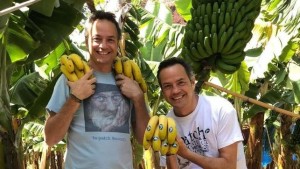 Plátanos de Canarias: Die Bananen von den Kanaren werden auch von 