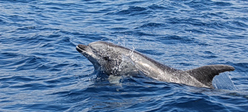 renate-schneider-delfin