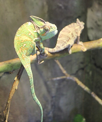 Exotische Tiere niemals aussetzen, sondern abgeben: Im Maro Parque finden sie ein neues Zuhause. Foto: La Palma 24