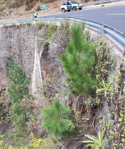 Nicht ungefährlich: Zu Fuß auf der Straße zwischen Puntagorda und Tijarafe