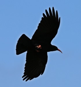 Die Graja: Der Wappenvogel von La Palma ist nur einer von 50 Arten, die hier nisten. Foto: Michael Kreikenbom