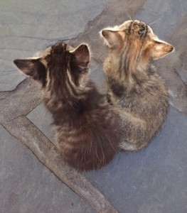 Wer passt auf Haus und Tiere auf, wenn La Palma-Residenten mal verreisen? Brigitte hat eine Idee. Foto: La Palma 24