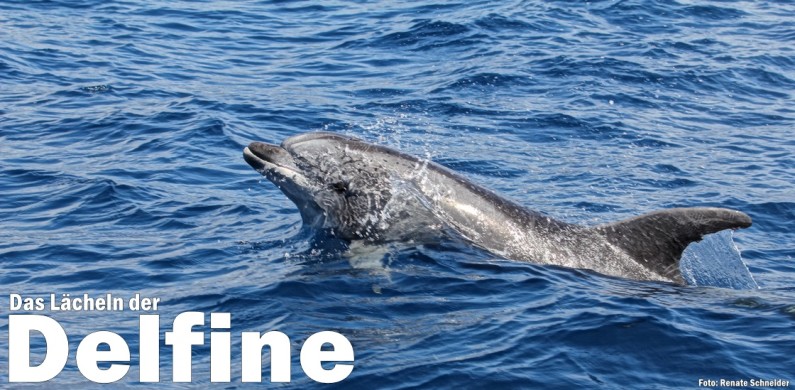 renate-schneider-delfin-1120-titel