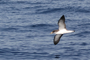 Gelbschnabel-Sturmtaucher: leben auch auf der Isla Bonita. Foto: Wiki/Martina Nolte