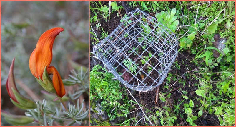 Gefährdete Bodendecker regenerieren sich. Dem Inselumweltamt ist es gelungen, zwei gefährdete endemische Gewächse auf La Palma erfolgreich zu vermehren. Dabei wurden die Hornklee-Gattungen Lotus pyranthus und Lotus eremiticus laut dem Chef dieses Ressorts im Cabildo, Juan Manuel González, im Rahmen eines neunjährigen Planes vor allem Möglichkeiten gegeben „sich selbst zu vermehren“. Im April 2018 sei ein erster Ableger des Pico de Fuego an einem Zaun bei Lomo de la Monja entdeckt worden und im November zwei weitere im Bereich von Garafía. Die Pflanzen waren fast ausgerottet, da sie von verwildertem Rindvieh und Kaninchen gefressen wurden. Aus diesem Grund lege das Inselumweltamt Schutzzäune an und säte in diesen Berreichen den Hornklee-Nachwuchs aus.