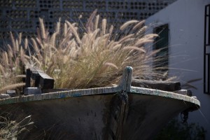 Pennisetum setaceum allerorten: Hier wuchert es in einem Boot in El Remo vor sich hin - vielleicht sogar zur Zierde, denn das Lampenputzergras wurde einst als Zierpflanze eingeschleppt, weil niemand wusste, dass es ein gefährlicher Bioinvasor ist. Foto: Werner Fornica