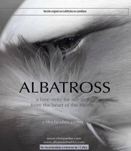 SEO Bird-Life: Albatrosse.