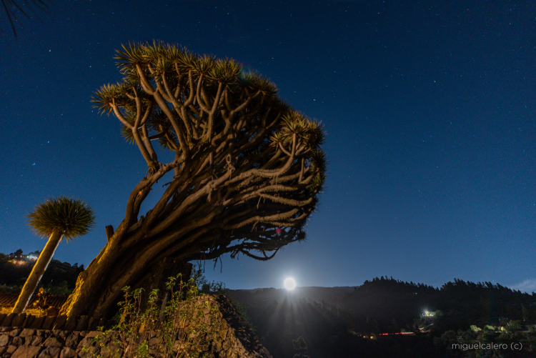 Mega Schnappschuss. Eine Aufnahme des palmerischen FotografenMiguel Ángel Pérez Calero wurde jetzt Earth Science Picture of the Day: Die Universities Space Research Association entschied sich für sein Foto, weil es ihm gelang, den aufgehenden März-Vollmond hinter einem alten Drachenbaum in Puntagorda ins Bild zu bannen. Mehr darüber auf der Website des Verbandes. https://epod.usra.edu/blog/2019/04/dragon-trees-of-la-palma-island-and-full-moon-of-march-19-2019.html?fbclid=IwAR3o-kJAJmOYFUfad2xidtXGwsP9Q1e-dN-JO2vjaPEQZjP9WOpaGRxauuU