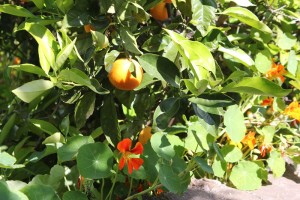 Finca El Rincón: Orangenbäume wachsen zwischen Kapuzinerkresse und Kräutern: Das gibt Schatten für die Bume, sonst wären sie im Dauerstress. Foto: La Palma 24