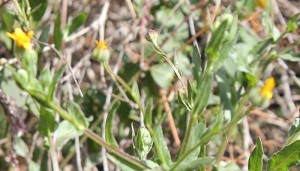 klein-kanarische-ringelblume