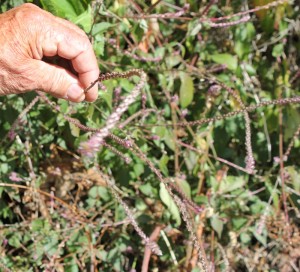 klein-malpica-sizilianische-spreublume