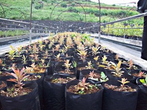 Vivero Puntallana: Verkauf gefährdeter Pflanzen von der Insel. Foto: La Palma 24