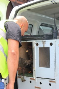 Im Auto der Falconeros sind immer nur einige wenige Falken oder Bussarde: Die anderen ruhen sich zwischen ihren "Luftschichten" in ihrem Zuhause nahe des Airports aus. Foto: La Palma 24