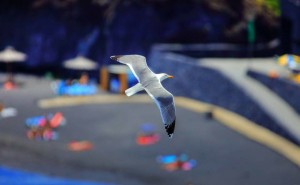 Möwen flattern überall an den Küsten von La Palma umher: Einige von ihnen lassen sich auch gerne auf dem Airport-Gelände nieder. Foto: Facundo Cabrera