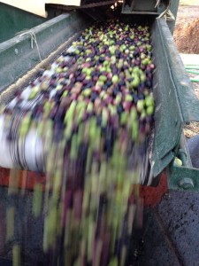 Olivenernte: Die kleinen Früchtchen müssen nach der Ernte so schnell wie möglich gepresst werden, sonst steigt der Säuregehalt. Foto: Ramón Bejarano