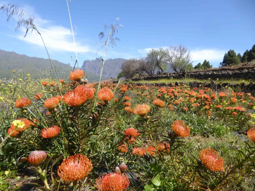 Proteen La Palma