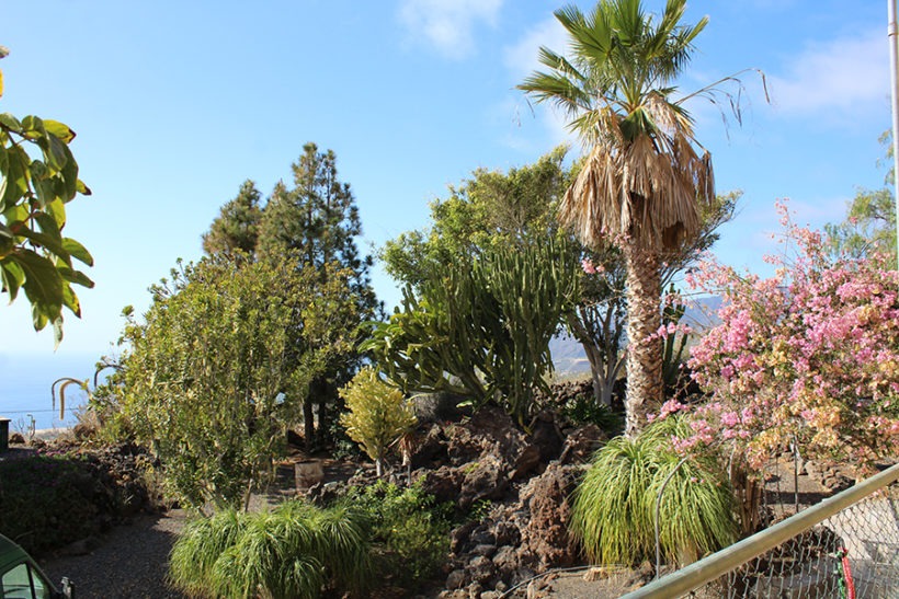  Blick auf den Garten - ID 15701 La Palma 24 Immobilien 