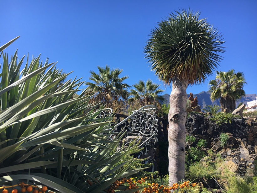 Einheimische Pflanzen von La Palma und den Kanaren.