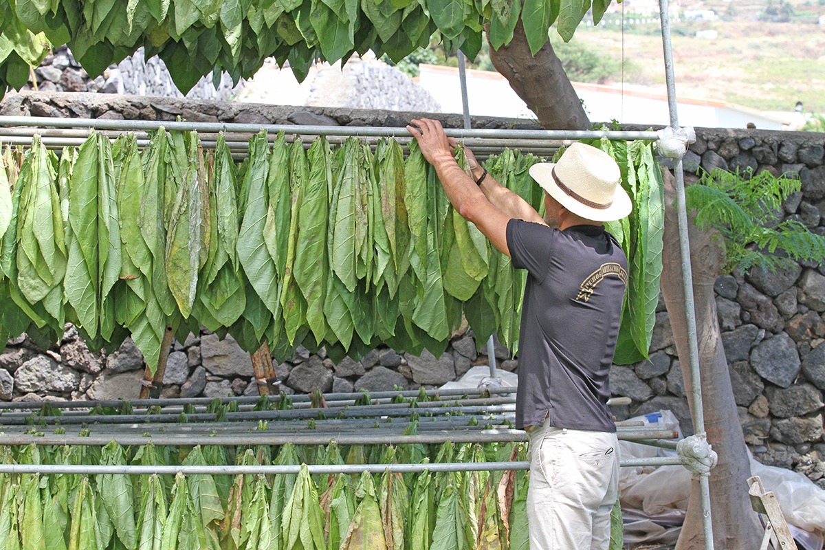 CAJA DE 25 SEÑORITAS · Puros Palmeros Artesanos Julio · Tabaco hecho a mano  en Breña Alta · La Palma · Canarias